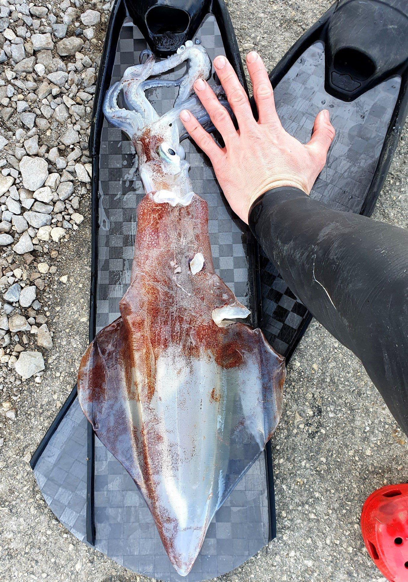 Februar 2021, jadranski ligenj | H2O team potapljanje